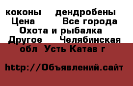 коконы    дендробены › Цена ­ 25 - Все города Охота и рыбалка » Другое   . Челябинская обл.,Усть-Катав г.